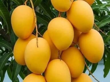 premium Banganapalle mangoes