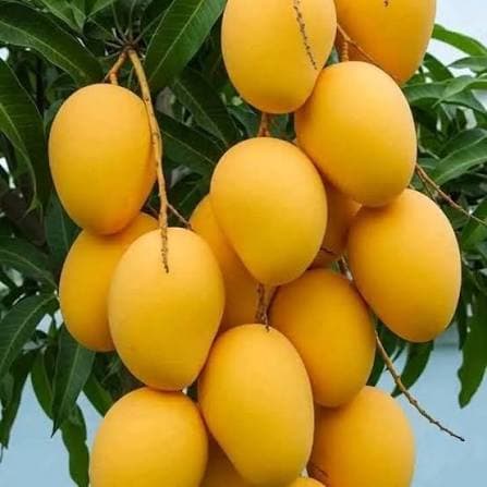 India Exports First Commercial Sea Shipment of Premium Banganapalle Mangoes to Singapore