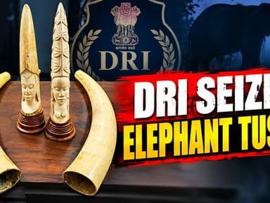 Hyderabad DRI Seizes 17 Kg Elephant Ivory, Four Tusks; Three Apprehended